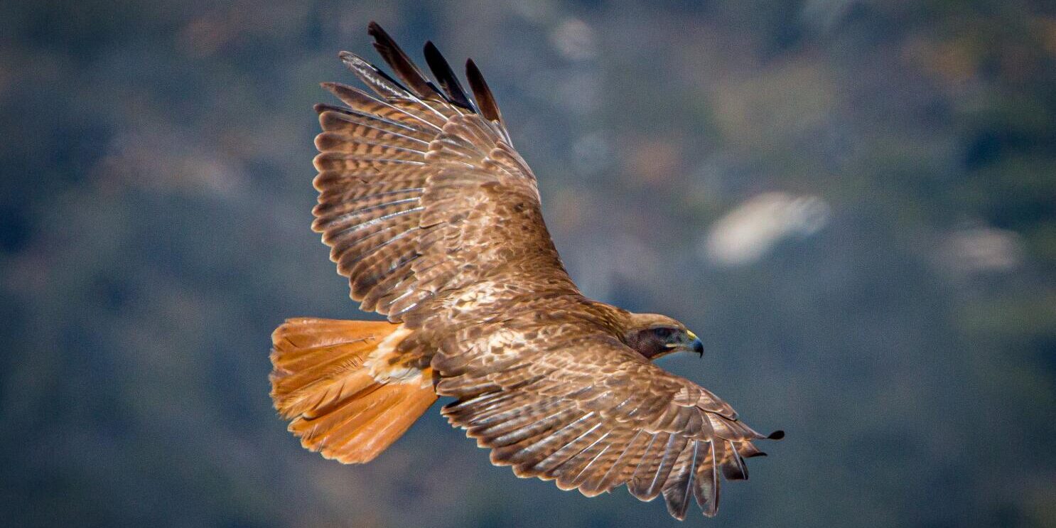 Red-tailed hawk with flaired tail_-2.jpg