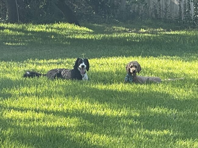 Rocky the sheep a doodle and Moxy the golden doodle protect the animals at the kids farm