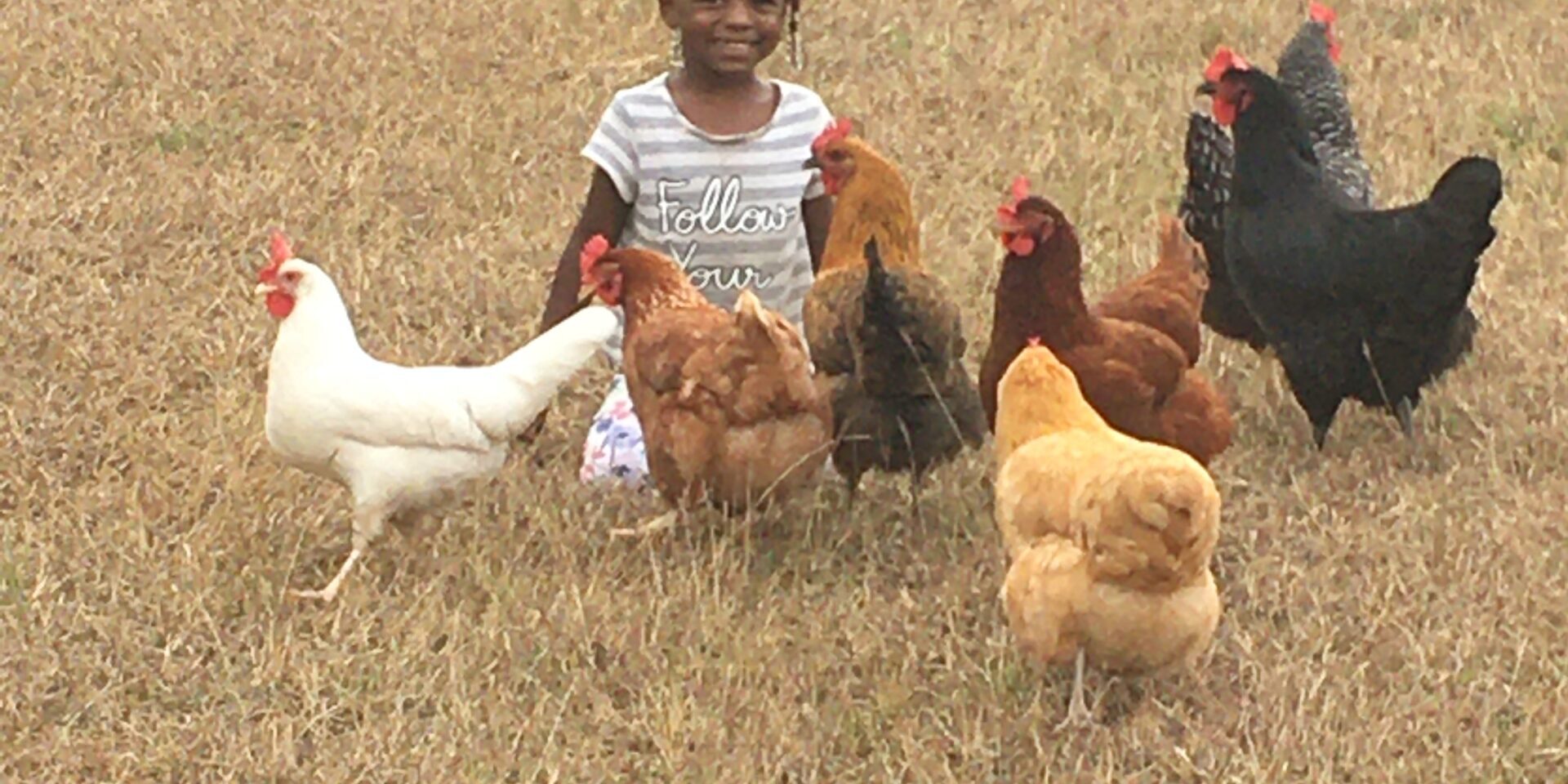 feeding the chickens on the kids farm