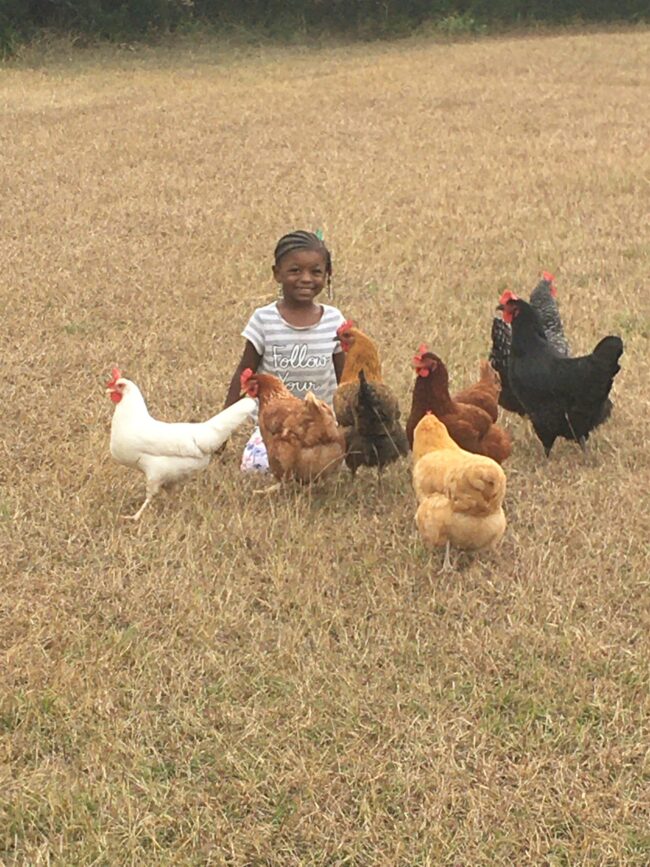 feeding the chickens on the kids farm