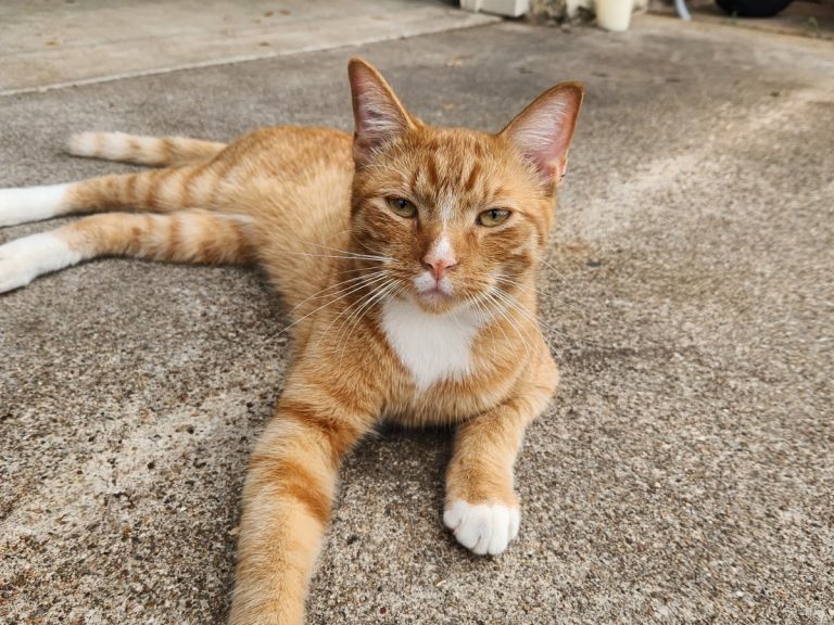 Leo the cat on the kids farm