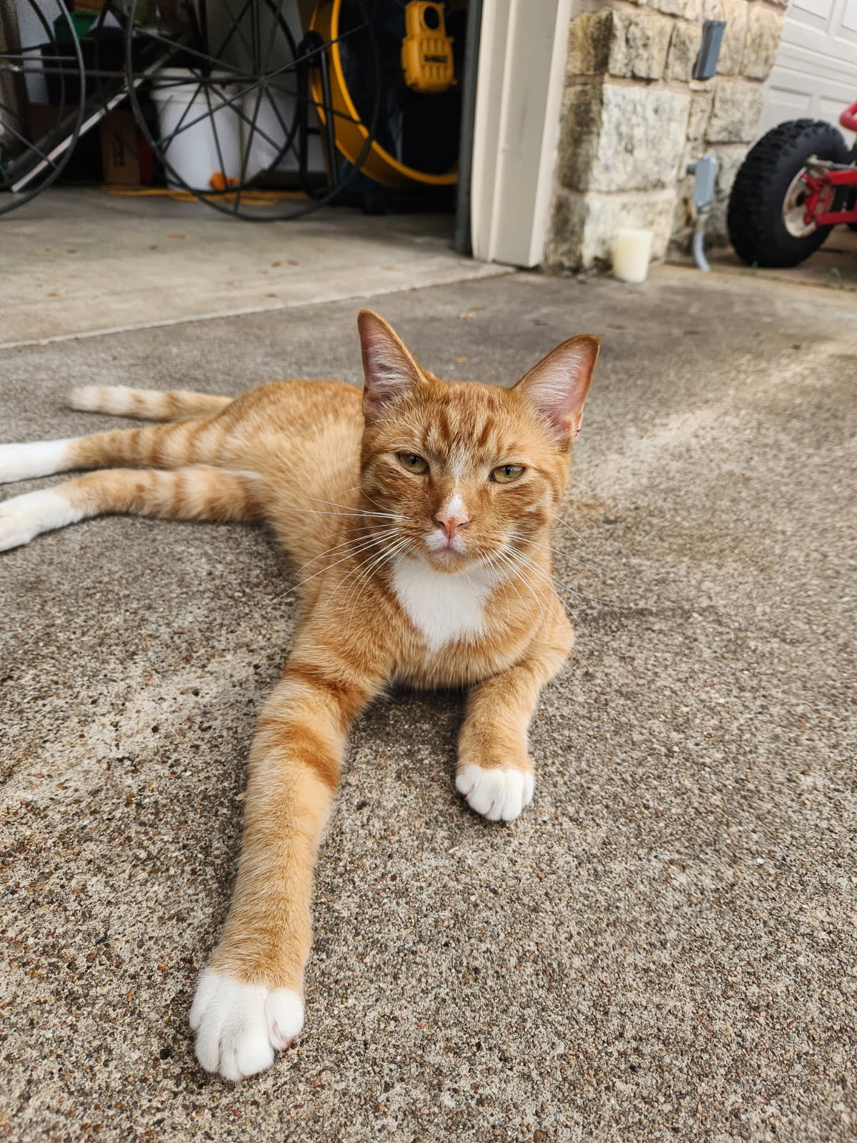 Leo the cat on the kids farm